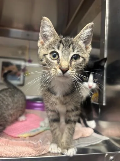 A baby small-sized female Domestic Short Hair cat named Fairy Bread for adoption in West Chester, PA