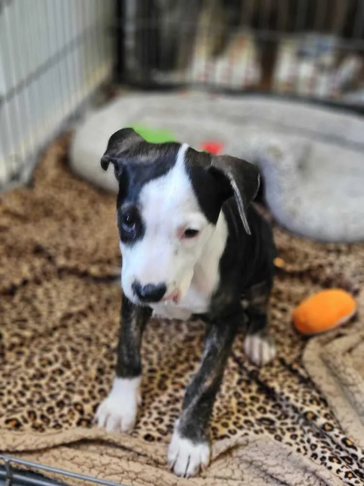 A baby small-sized female Tricolor (Brown, Black, & White) American Bulldog dog named Ruby for adoption in Lakeland, FL