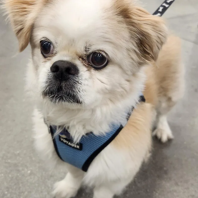 A senior small-sized male Apricot / Beige Pekingese dog named Biscuit Flowers Richey for adoption in Las Vegas, NV