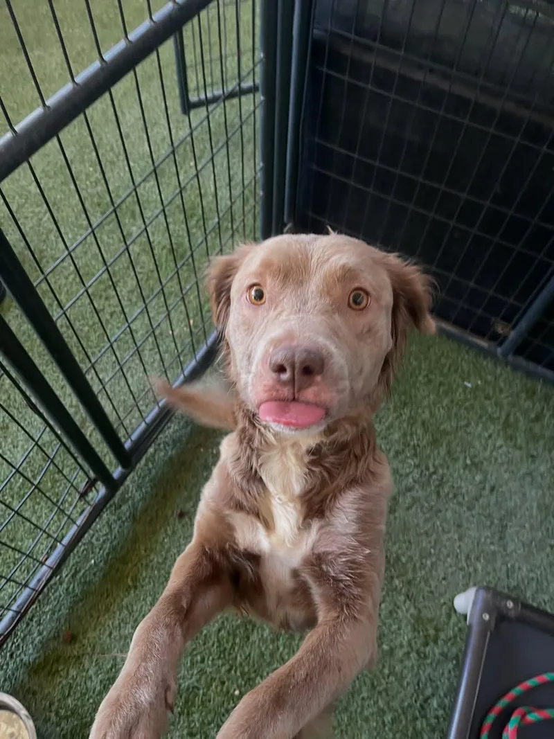 An adult medium-sized female Apricot / Beige Terrier dog named Chu Chu for adoption in Grass Valley, CA