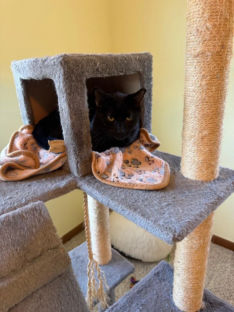 A young medium-sized male Domestic Short Hair cat named Loki for adoption in San Antonio, TX