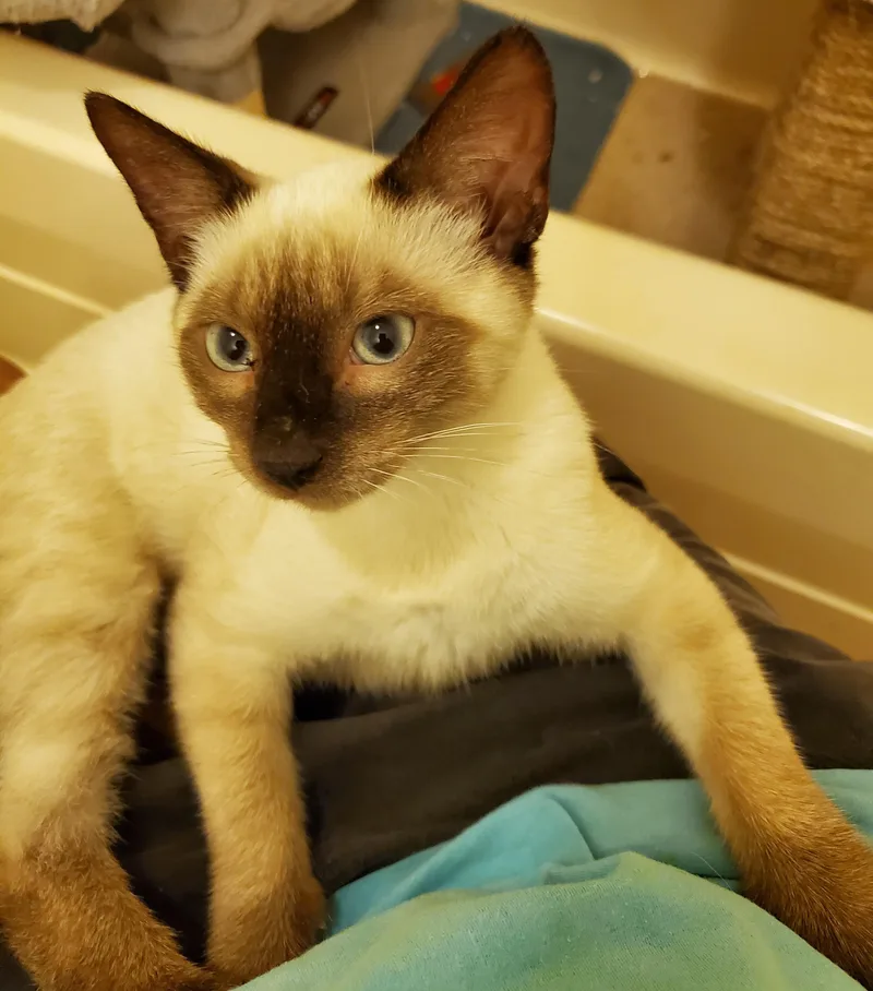 A baby medium-sized male Chocolate Point Siamese cat named Danny for adoption in Smyrna, DE