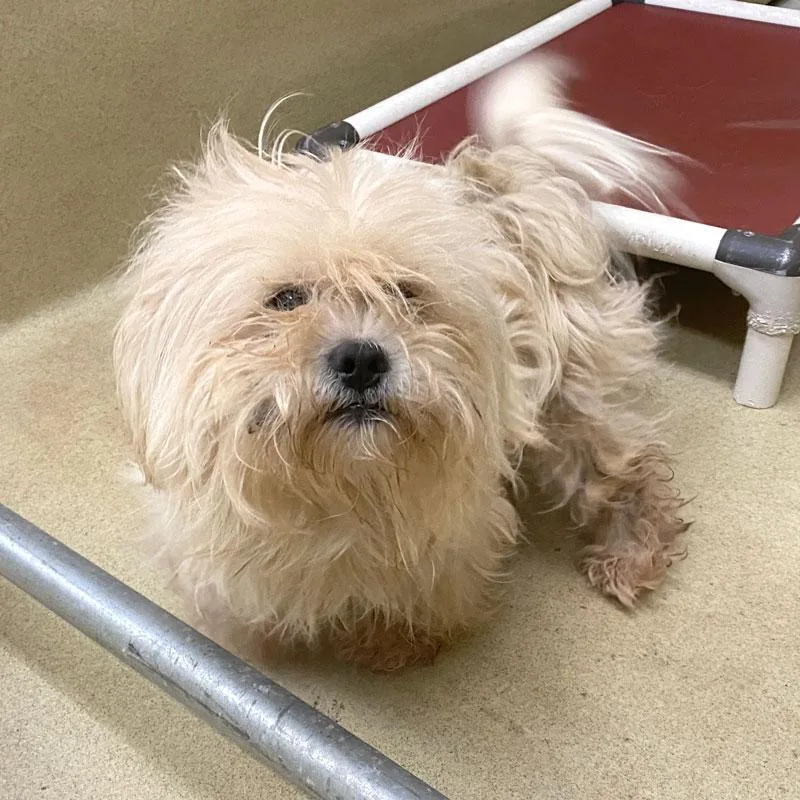 An adult small-sized male Apricot / Beige Maltese dog named Evan for adoption in Monroe, GA