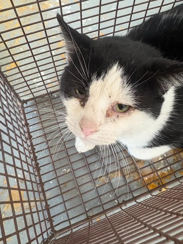 An adult small-sized male Domestic Short Hair cat named Lile for adoption in Brownwood, TX