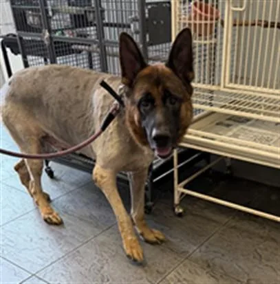 An adult large-sized male German Shepherd Dog dog named Mangzi for adoption in Los Angeles, CA