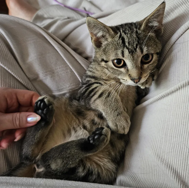 A baby small-sized male Black Domestic Short Hair cat named Rascal and Buster for adoption in Ridgefield, CT