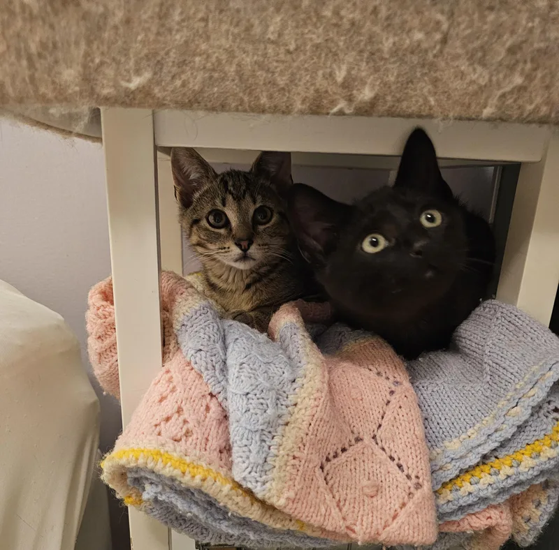 Rascal and Buster thumbnail 5