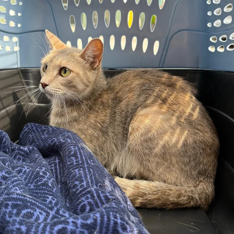 A young medium-sized female Gray / Blue / Silver Domestic Short Hair cat named Hope for adoption in Newark, NJ