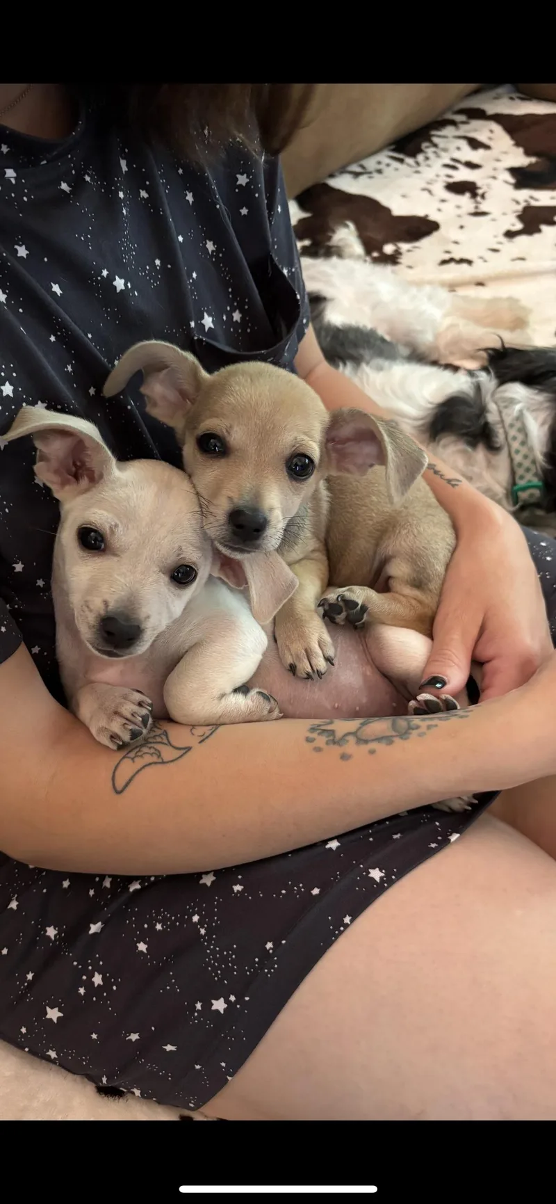 A baby small-sized female Apricot / Beige Chihuahua dog named Peanut for adoption in Branford, CT