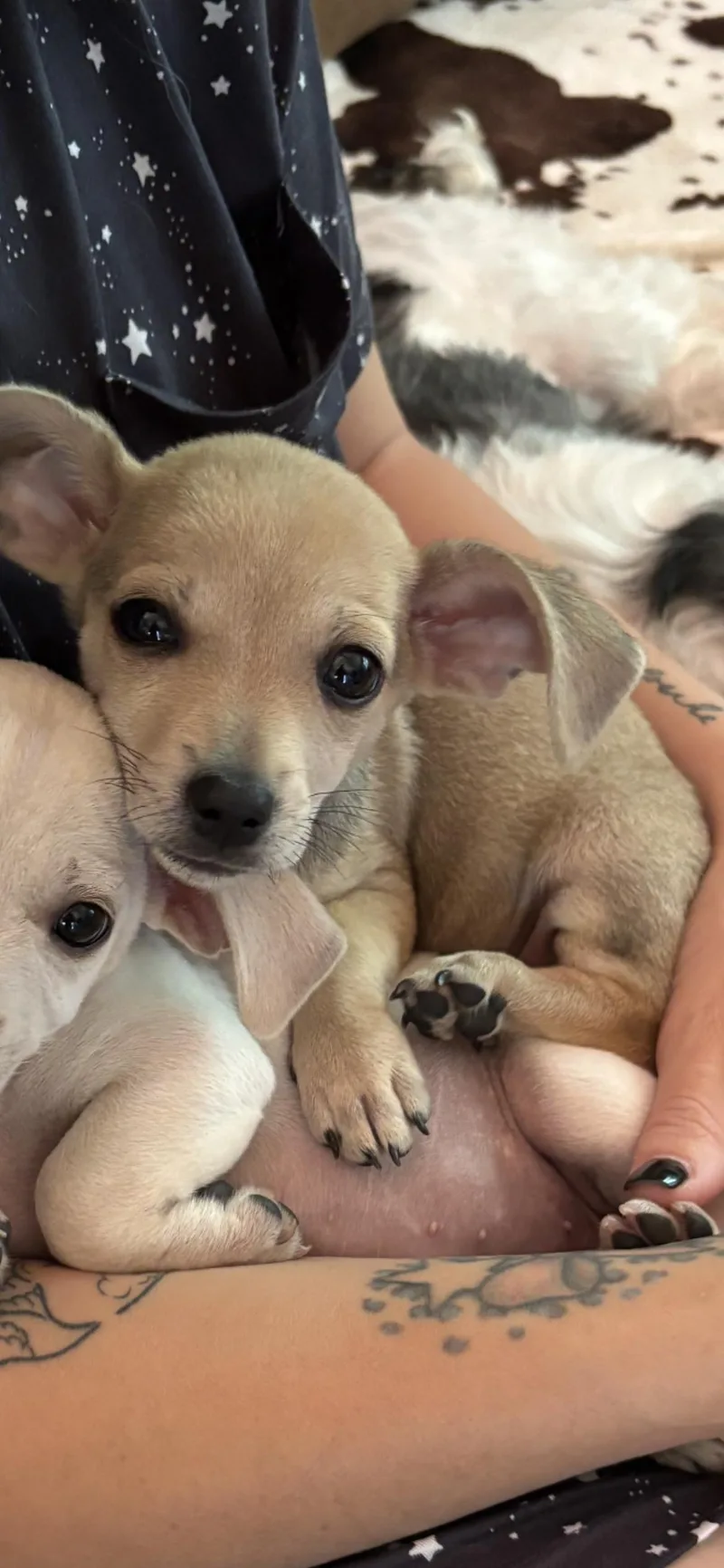 Peanut thumbnail 2