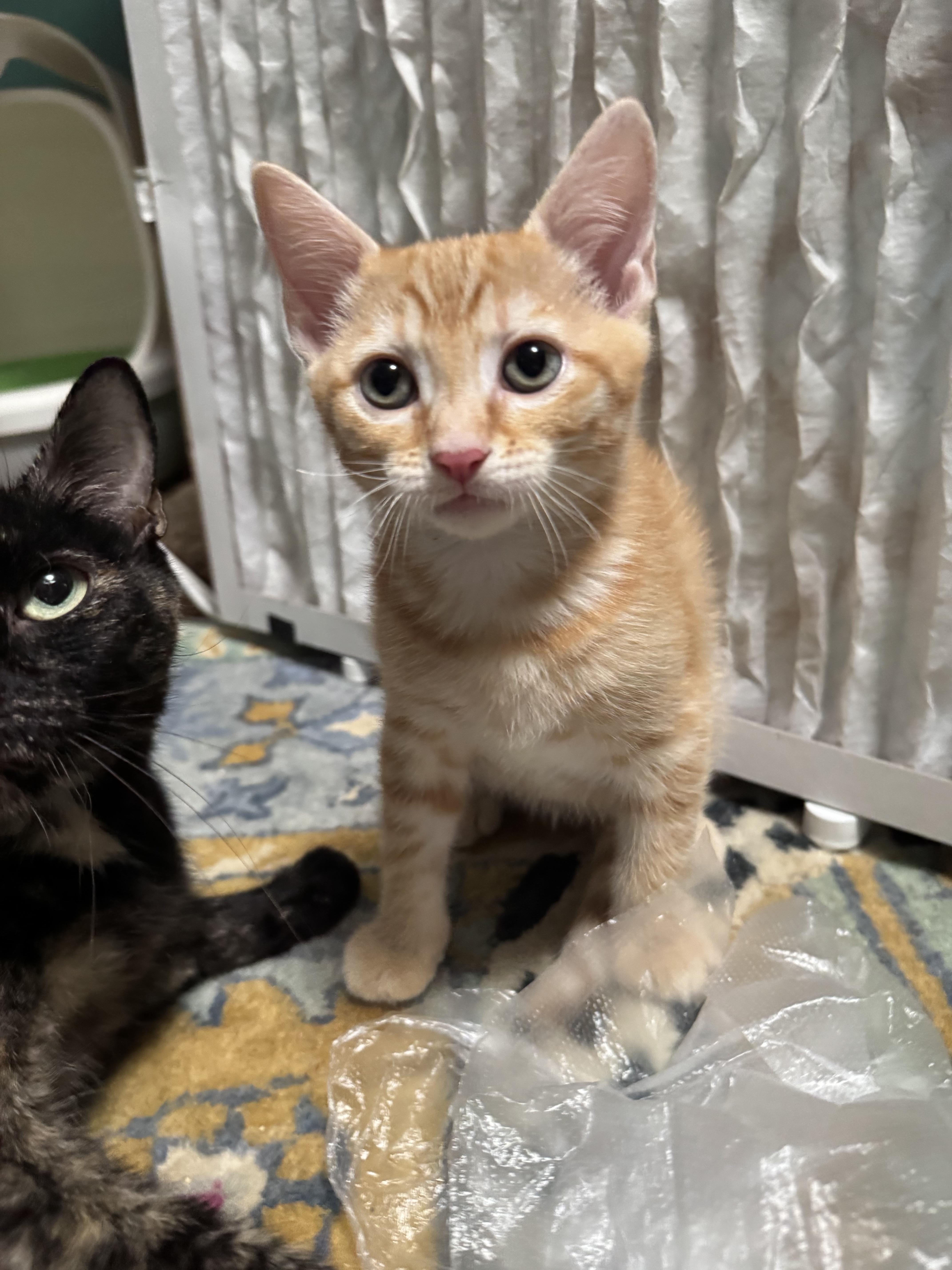 A baby medium-sized male Tabby (Buff / Tan / Fawn) Tabby cat named Kronk for adoption in Richmond, VA