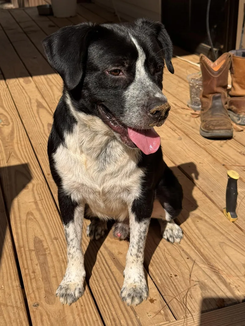 An adult medium-sized male Border Collie dog named Patch for adoption in Pelham, AL