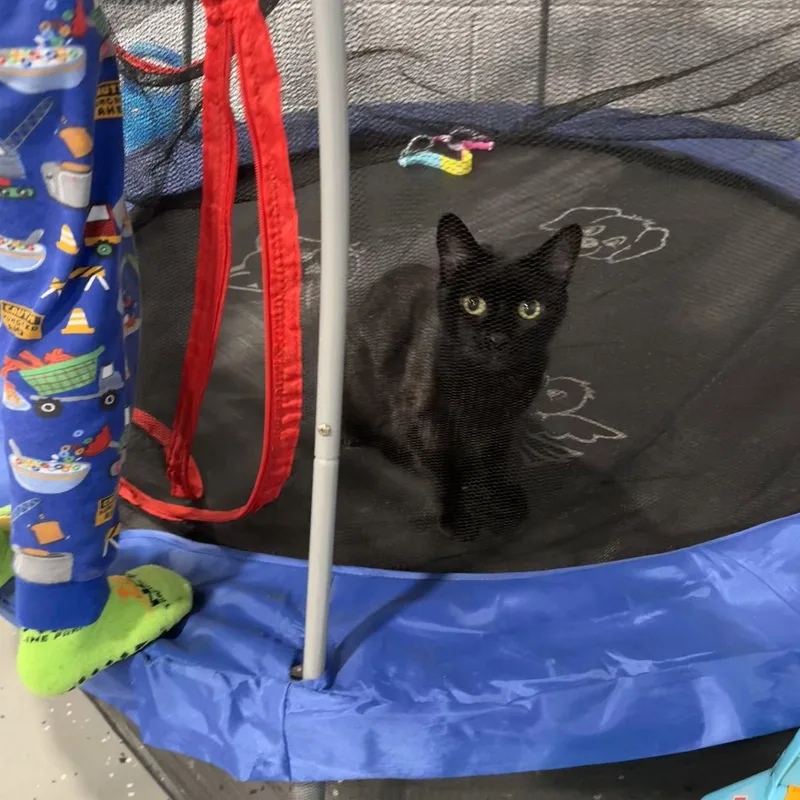An adult medium-sized female Black Domestic Short Hair cat named Mary for adoption in Rochester, NY