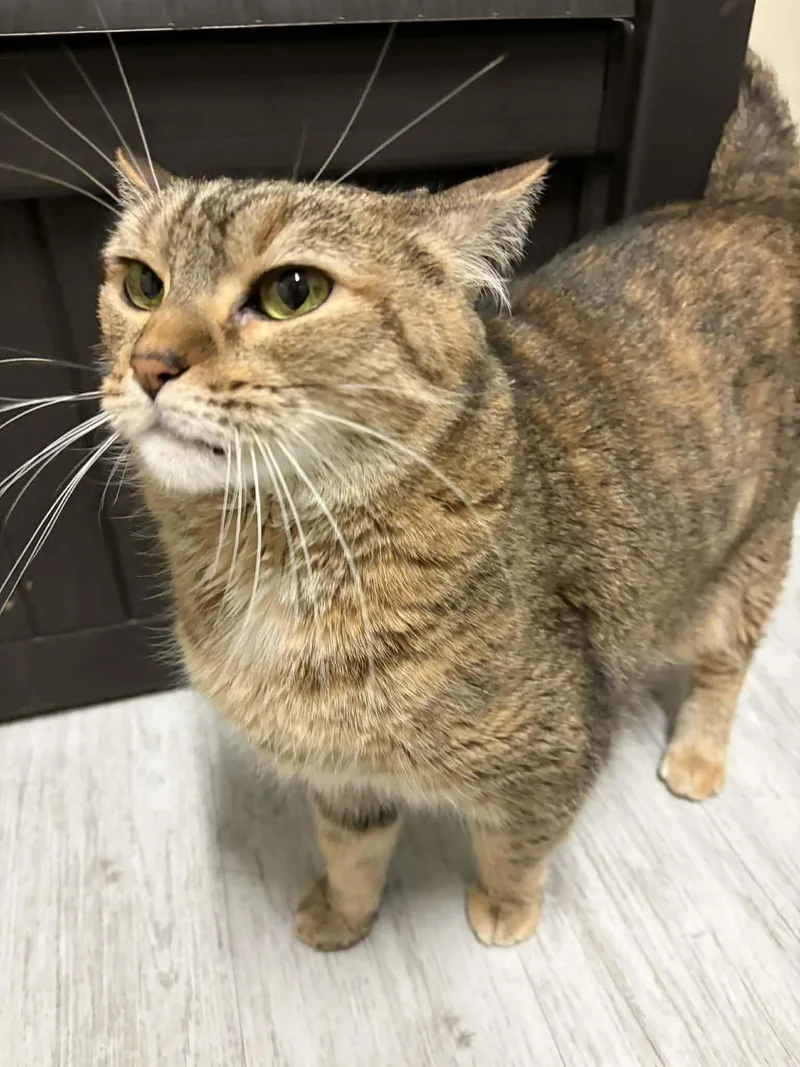 Diana Wynne Jones thumbnail 2