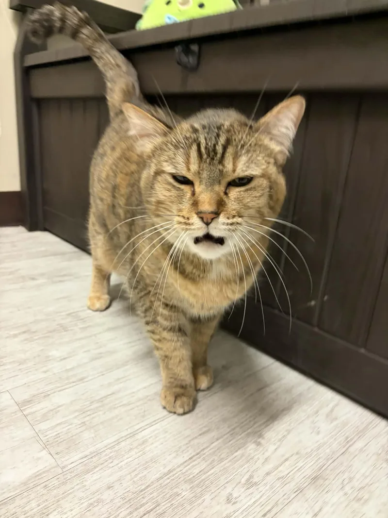 Diana Wynne Jones thumbnail 3