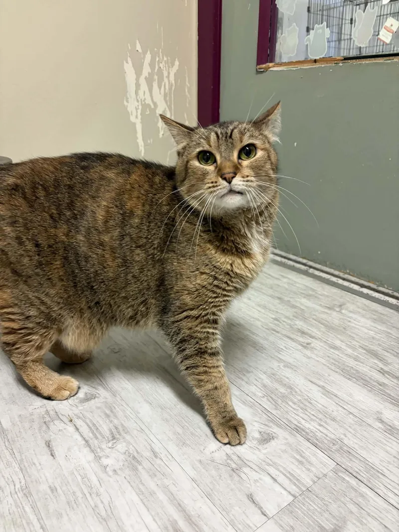 A senior large-sized female Torbie Domestic Short Hair cat named Diana Wynne Jones for adoption in Moscow, ID