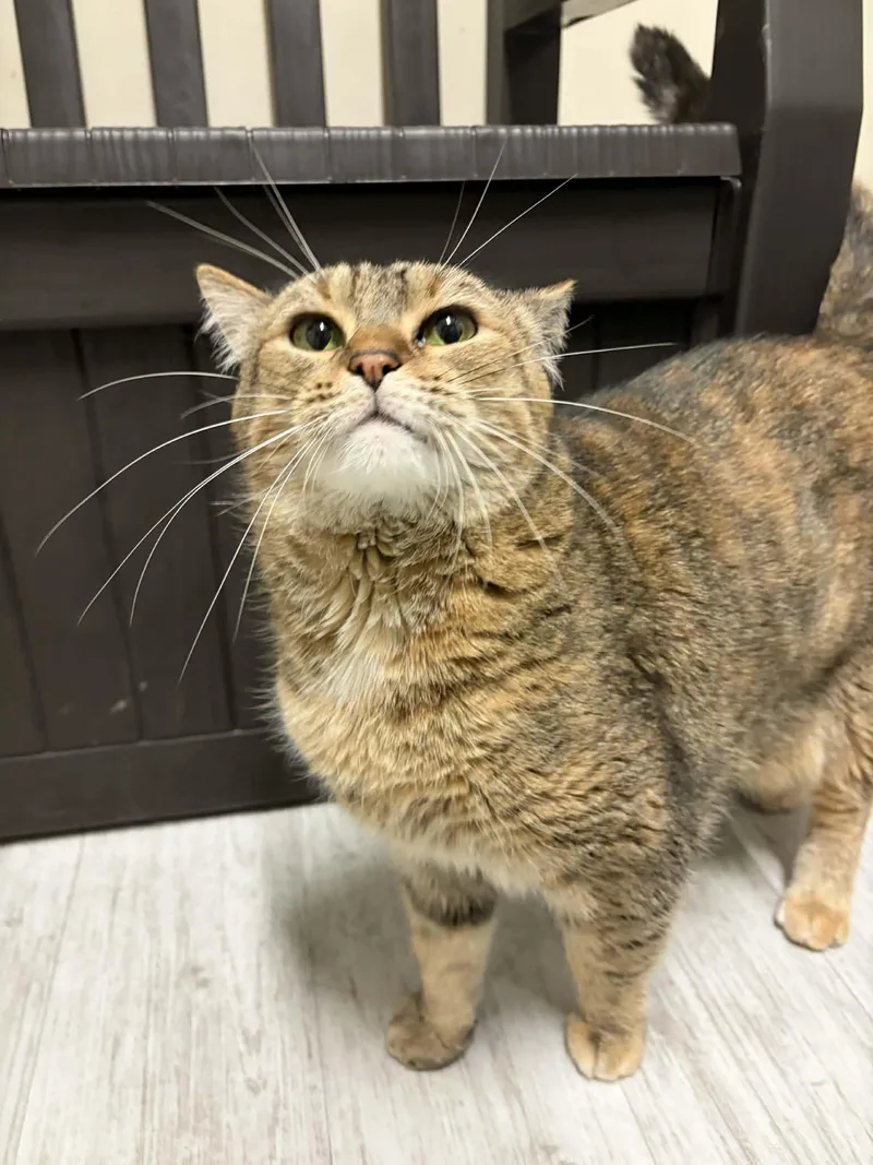 Diana Wynne Jones thumbnail 4