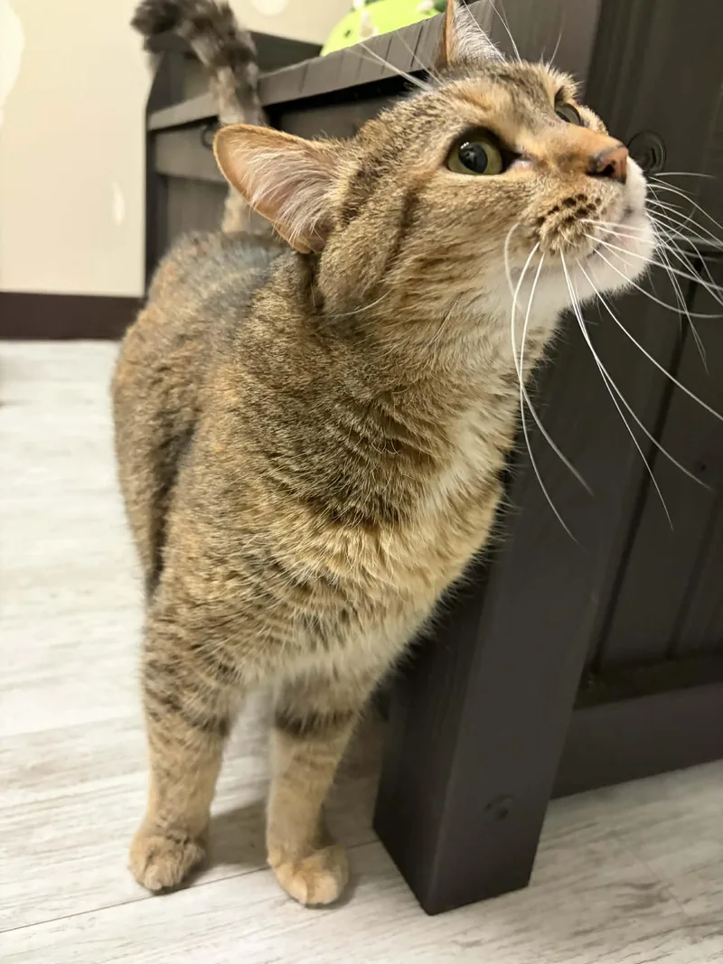 Diana Wynne Jones thumbnail 5