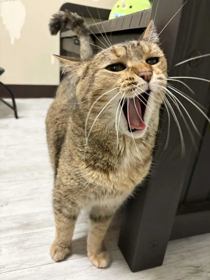 Diana Wynne Jones thumbnail 6