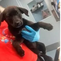 A baby small-sized female Black Australian Shepherd dog named Pooh for adoption in Charlottesville, VA