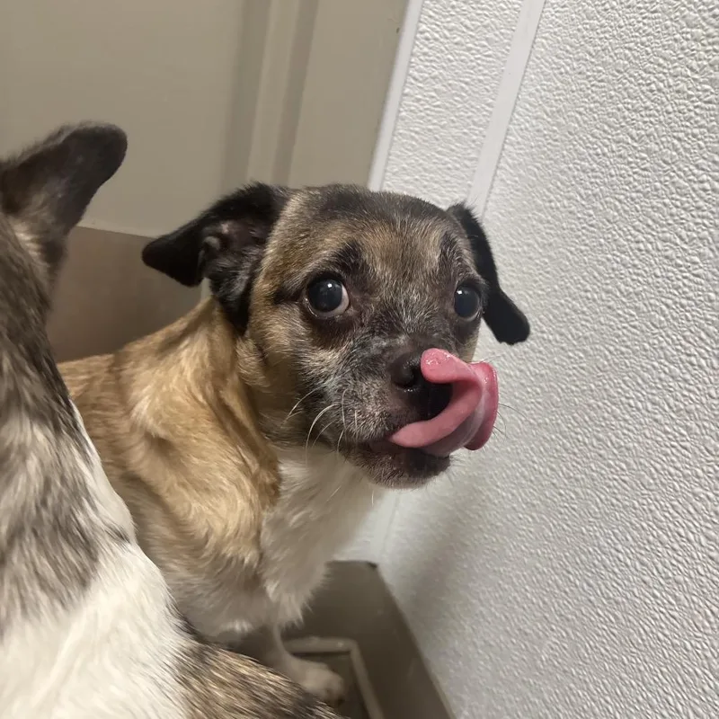 A senior small-sized male Brown / Chocolate Chihuahua dog named Earl for adoption in Tulsa, OK