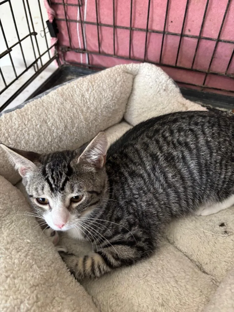 A baby small-sized male Domestic Short Hair cat named Billy Bob for adoption in Camp Hill, PA