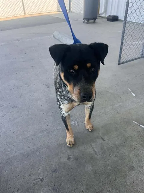 A young medium-sized male Australian Cattle Dog / Blue Heeler dog named Poker for adoption in Bakersfield, CA