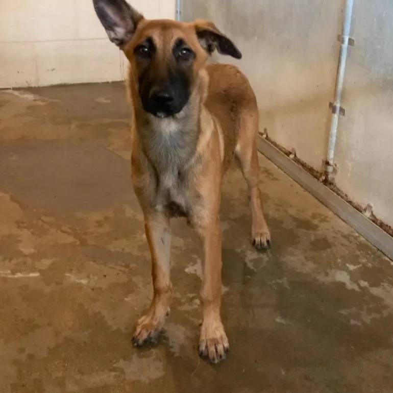 A baby medium-sized female Brown / Chocolate Belgian Shepherd / Malinois dog named Aria for adoption in Edinburg, TX
