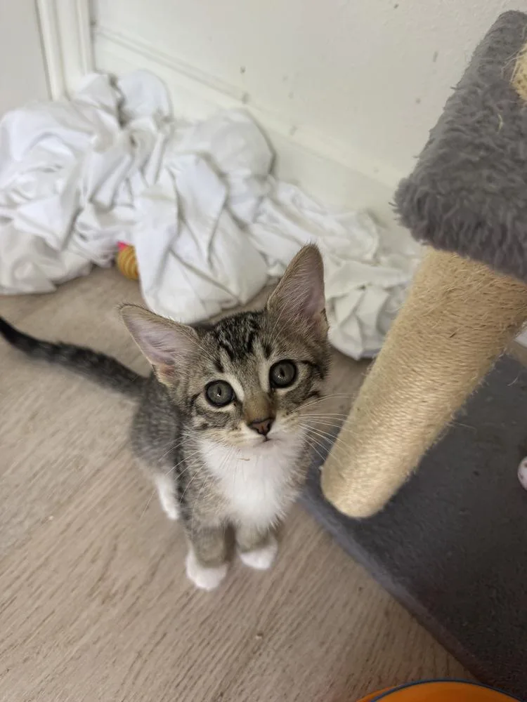 A baby small-sized female Tabby cat named Charlotte for adoption in Dallas, TX