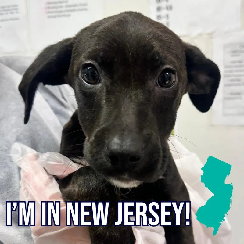 A baby small-sized female Black Mixed Breed dog named Banana for adoption in Charleston, WV
