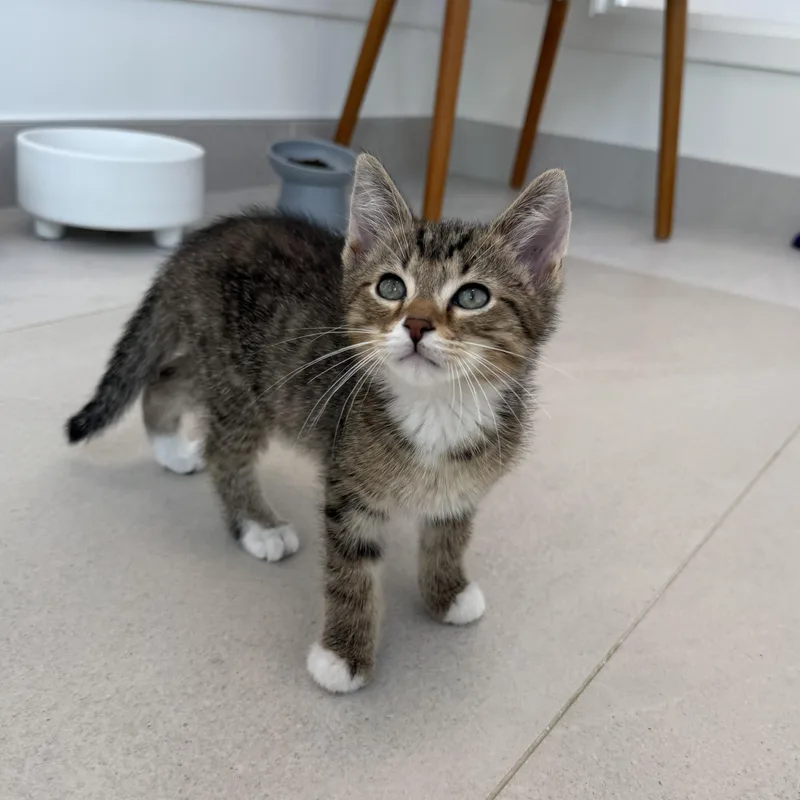 A baby medium-sized male Domestic Short Hair cat named Jesse for adoption in Evanston, IL