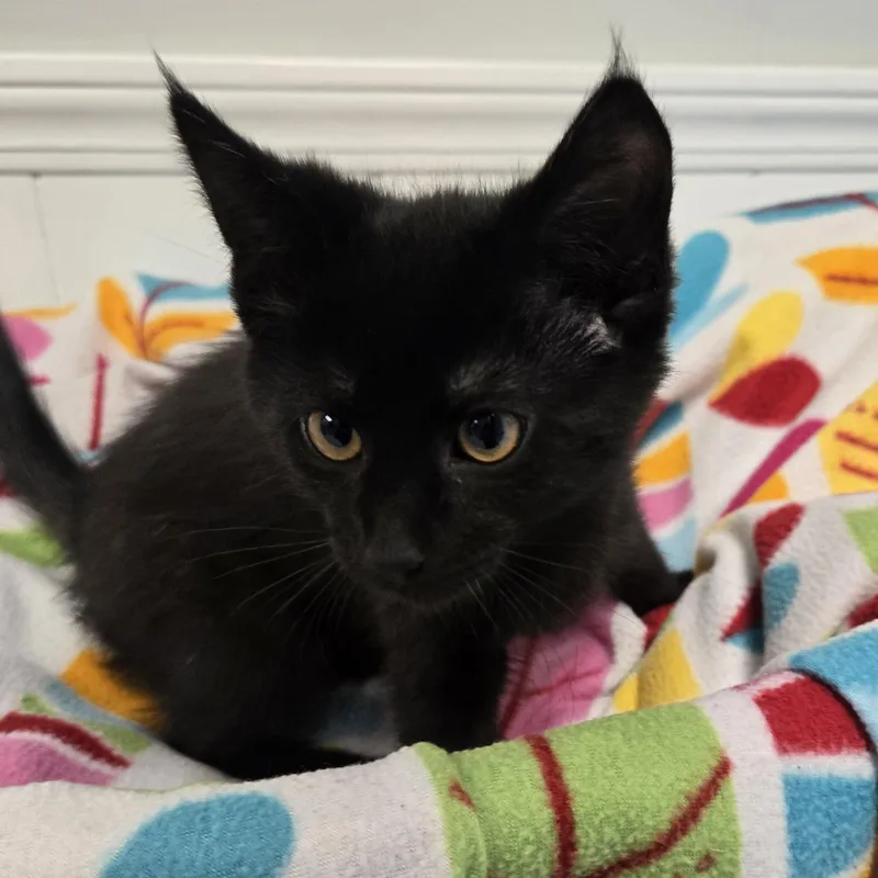 A young medium-sized male Black Domestic Short Hair cat named Neville for adoption in Xenia , OH