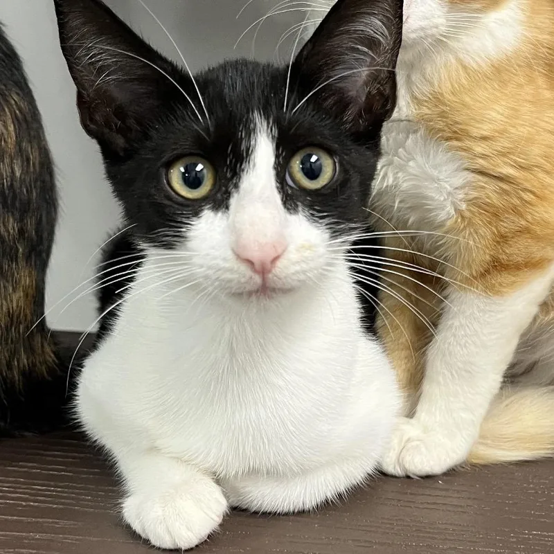 A baby small-sized female White Domestic Short Hair cat named Autumn for adoption in West Palm Beach, FL