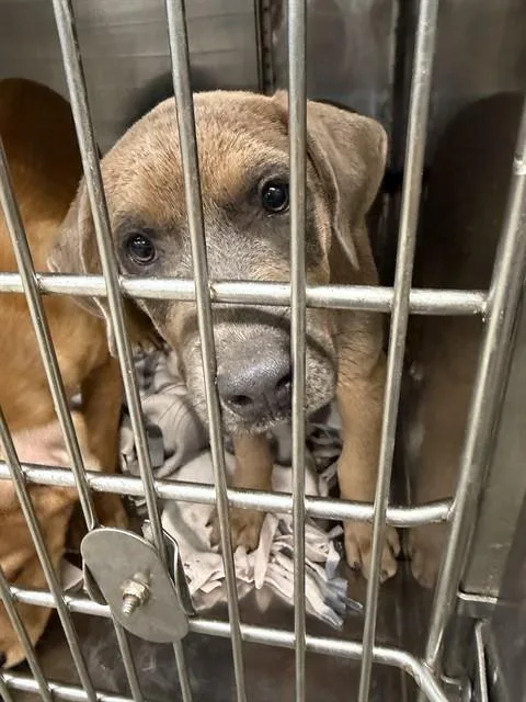 A baby small-sized male Staffordshire Bull Terrier dog named A for adoption in Oklahoma City, OK