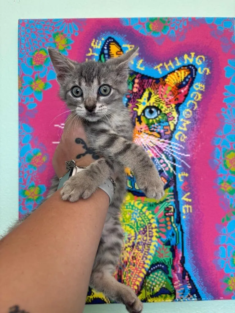 A baby small-sized female Domestic Short Hair cat named Cici for adoption in New Braunfels, TX