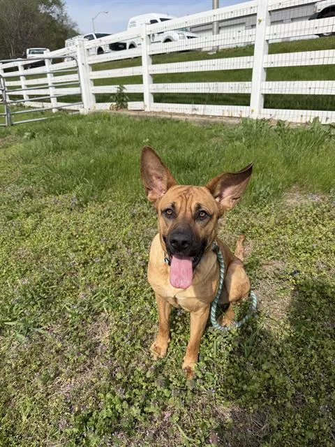 A young medium-sized female German Shepherd Dog dog named Gwen for adoption in Indianapolis, IN
