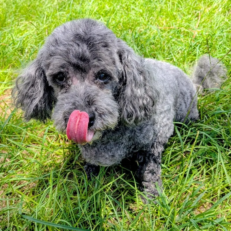 A senior small-sized female Black Miniature Poodle dog named Negra Gonzalez for adoption in Houston, TX
