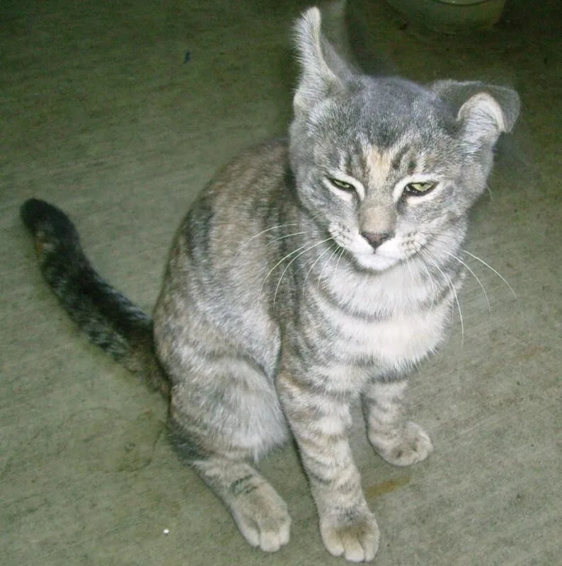 A young medium-sized female Calico cat named Tampa Red Kazoo for adoption in Kennewick, WA