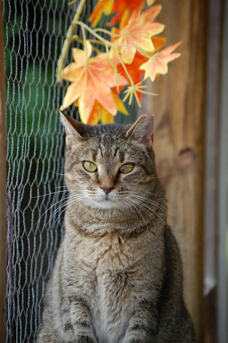 A young medium-sized female Tabby (Brown / Chocolate) Domestic Short Hair cat named Mona for adoption in Anderson, IN