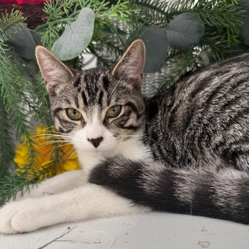 A baby small-sized male Brown / Chocolate Domestic Short Hair cat named Star Legion for adoption in Eaton Rapids, MI