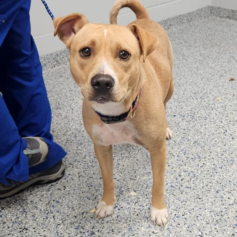 An adult medium-sized female Yellow / Tan / Blond / Fawn Mixed Breed dog named Angel for adoption in Greenville, SC