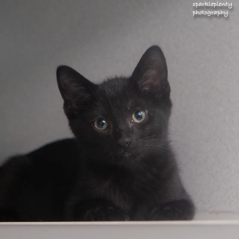 A baby medium-sized male Black Domestic Short Hair cat named The Italian Litter for adoption in Ridgefield, CT