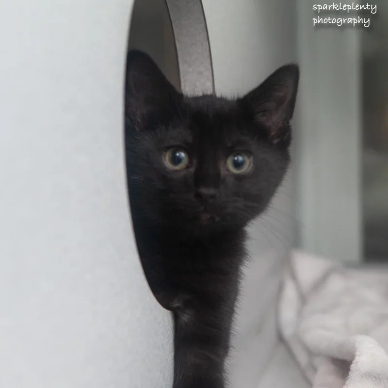 The Italian Litter thumbnail 2