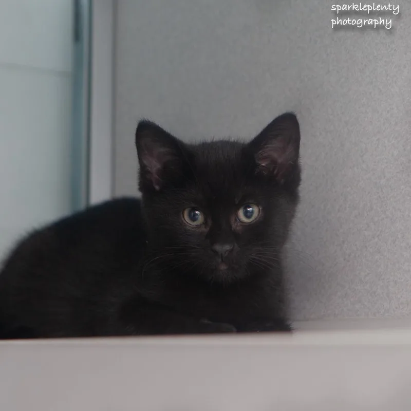 The Italian Litter thumbnail 3