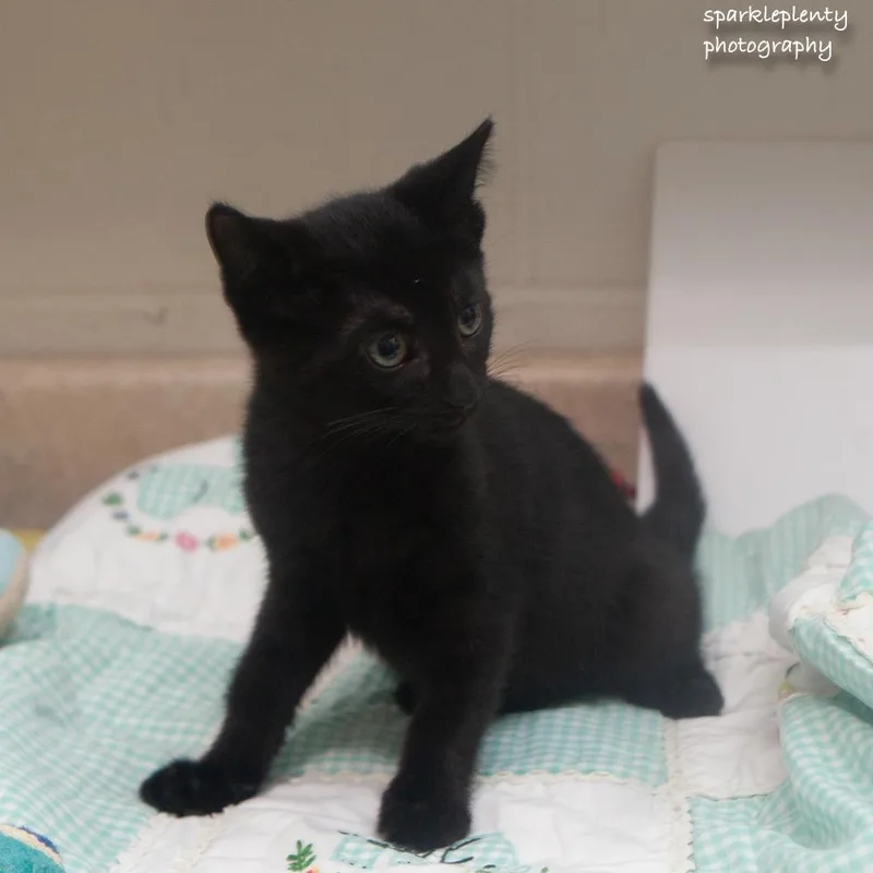 The Italian Litter thumbnail 4