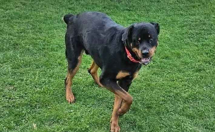A young large-sized male Tricolor (Brown, Black, & White) Rottweiler dog named Bear for adoption in harrison city, PA