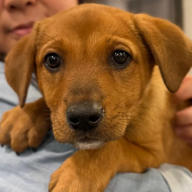 A baby medium-sized male Red / Chestnut / Orange Mixed Breed dog named Shane for adoption in Cincinnati, OH