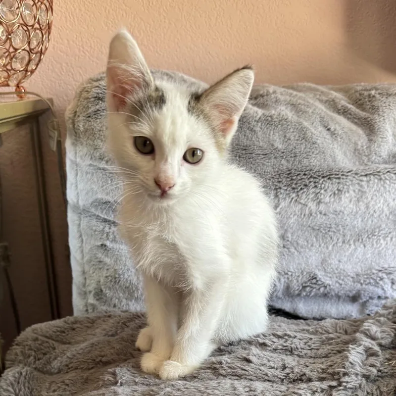A baby small-sized female White Domestic Short Hair cat named Queen Bee for adoption in Los Angeles, CA