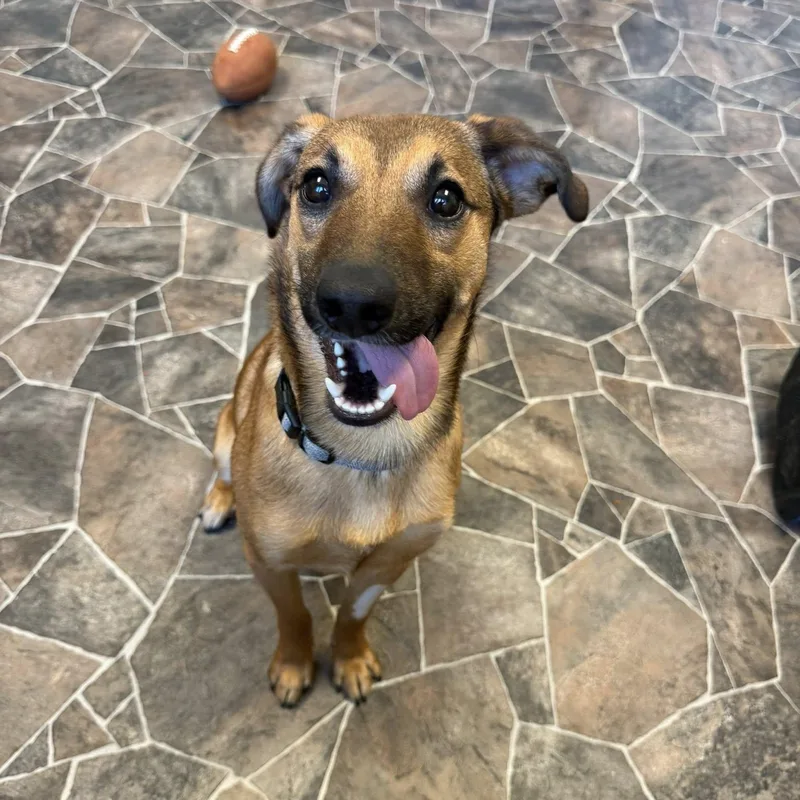 A young small-sized male Yellow / Tan / Blond / Fawn Terrier dog named Flint for adoption in Sterling Heights, MI