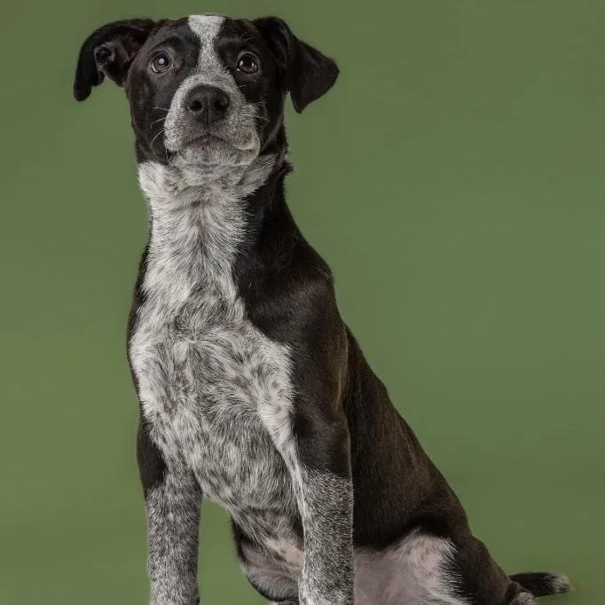 A baby large-sized female Pit Bull Terrier dog named Aad Upcoming Arrival! for adoption in Armonk, NY